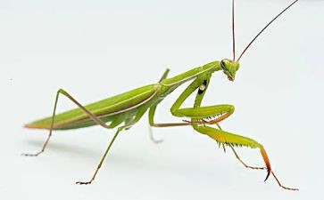 螳螂读后感5篇