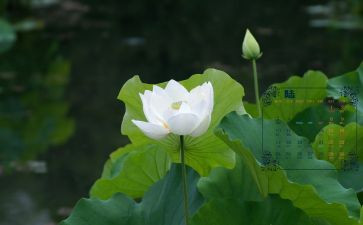 财务科6月工作总结8篇