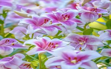 读百合花读后感最新7篇