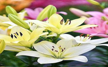 《百合花》作文推荐7篇