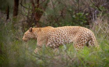 和平豹读后感优质7篇