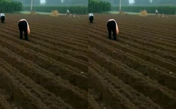 播种与收获演讲稿8篇