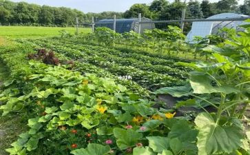关于鲁菜的演讲稿6篇