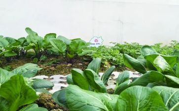 采购蔬菜合同5篇