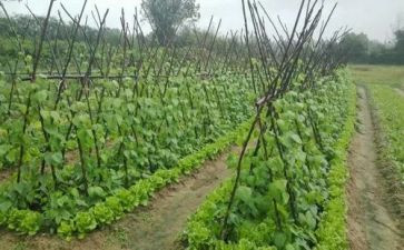 蔬菜水果采购合同8篇