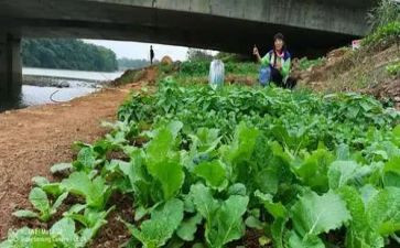 幼儿园小班运蔬菜教案6篇