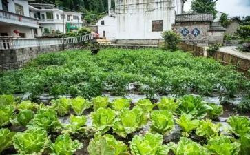 蔬菜种植收购合同6篇
