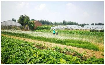 蔬菜营养多大班教案6篇