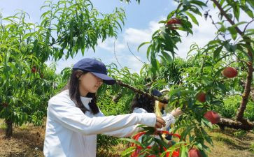 幼儿采摘活动方案8篇