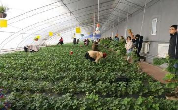 幼儿采摘活动方案6篇