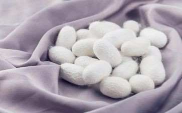 小班蚕的教案推荐5篇