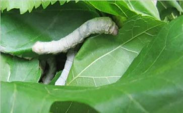 中班蚕的教案最新8篇