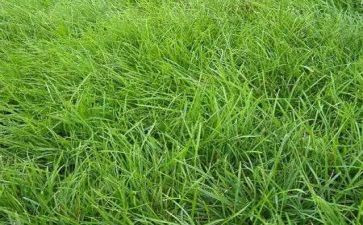 与小草有关的作文8篇