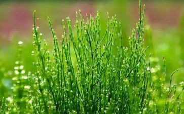 稻草心的读后感参考6篇