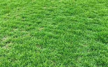 稻草心的读后感模板6篇