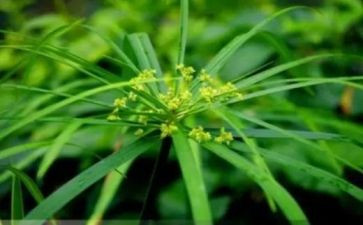 稻草狼的读后感5篇