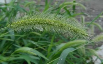 小班画草莓教案6篇