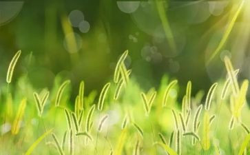 过草地读后感7篇