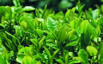 茶的优秀作文7篇