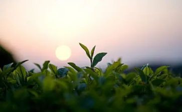 有关茶的读后感模板6篇