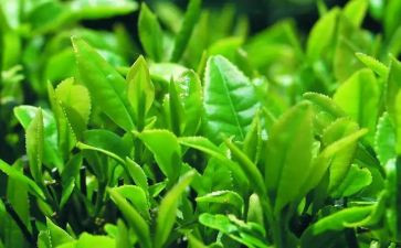 关于茶的调研报告优秀8篇