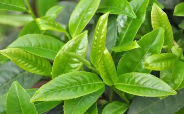 茶读后感800字参考8篇