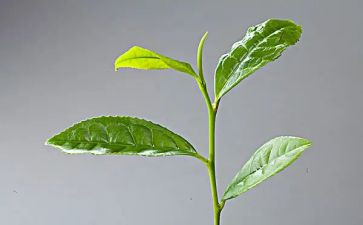 茶读后感800字模板6篇