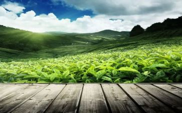 关于茶的调研报告模板7篇