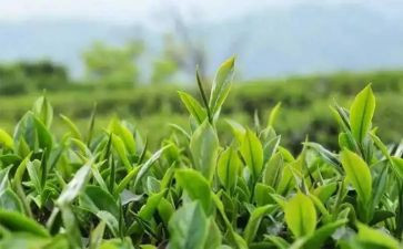 茶的心得体会1000字参考5篇