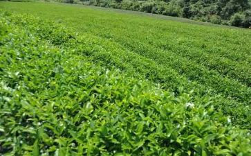 茶读后感800字6篇