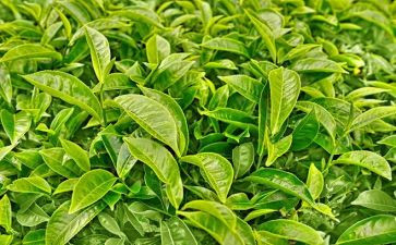 有关茶的读后感800字5篇