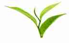 茶的心得体会1000字优质5篇