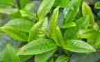 茶读后感800字参考8篇