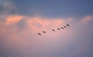 大雁飞教案最新5篇