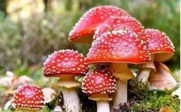 校园禁毒活动方案5篇