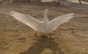 牛和鹅读后感作文400字精选7篇