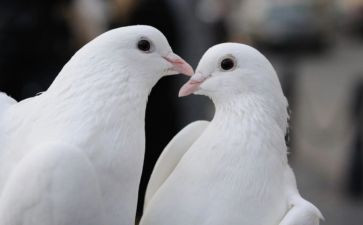 《鸽子》的读后感7篇