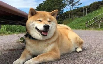 关于狗的读后感模板6篇