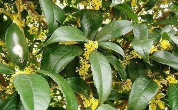 桂花香读后感5篇