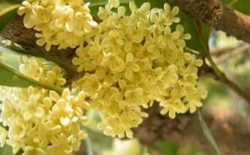 桂花魂的读后感最新7篇