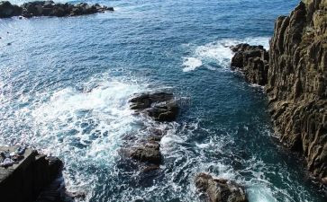 海洋生物作文最新7篇