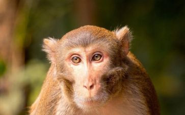 中班语言狗和猴教案模板8篇