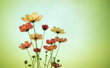 逆境中的花作文7篇