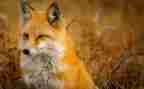 狐狸和猫的教案最新6篇
