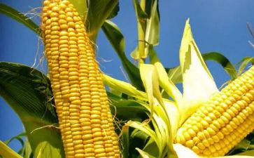 青储玉米购销合同精选7篇