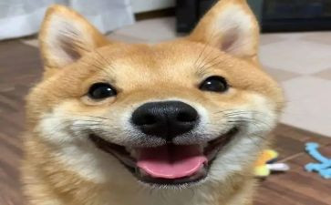 关于开心的作文推荐6篇