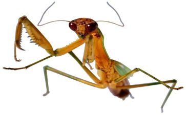 昆虫记心得体会600字5篇