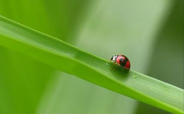 小学生昆虫记读后感7篇