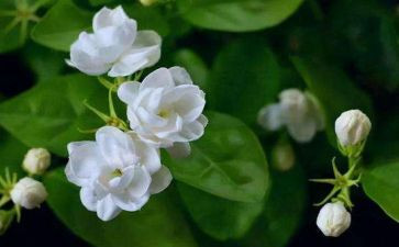 大班音乐茉莉花教案5篇
