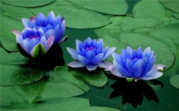 莲花作文400字6篇